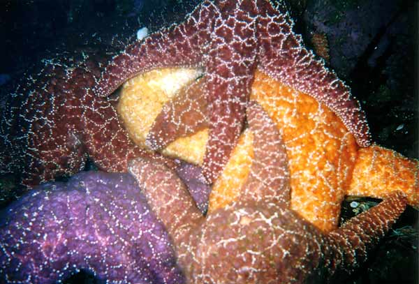 image of a Ochre Star