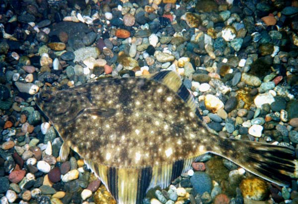 image of a Starry Flounder