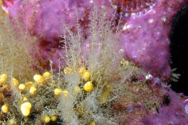 image of a Hydroid