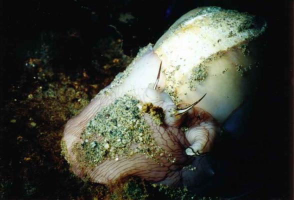 image of a Moon Snail
