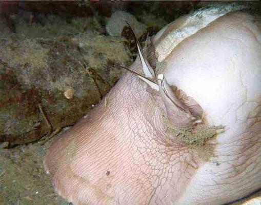 image of a Moon Snail