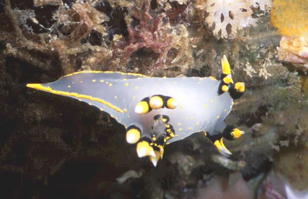 image of a Three Colored Polycera