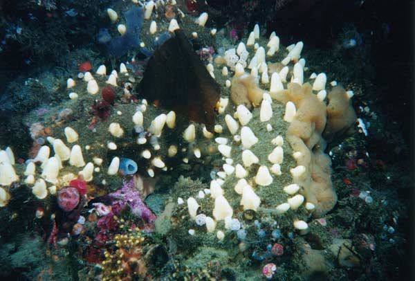 image of a Western Nipple Sponge