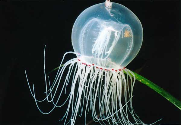 image of a Red Eye Medusa