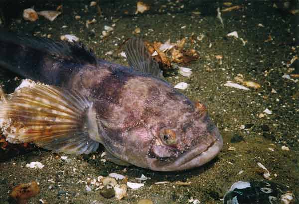 image of a Plainfin Midshipman