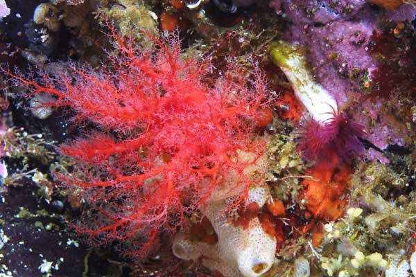 image of a Slipper Sea Cucumber