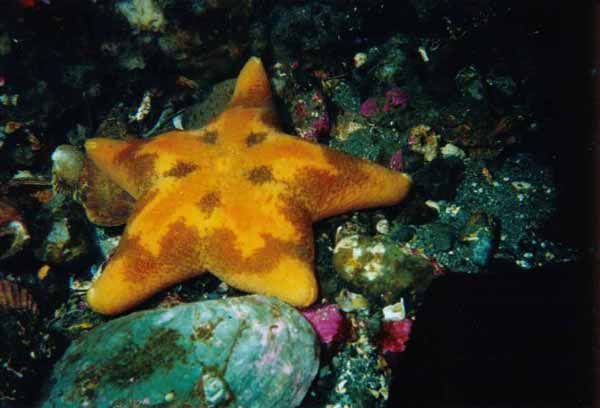 image of a Cushion Star