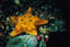 image of a Cushion Star