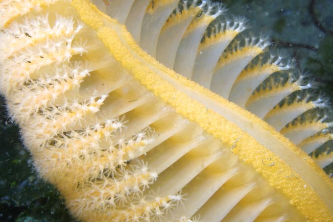 image of a Orange Sea Pen