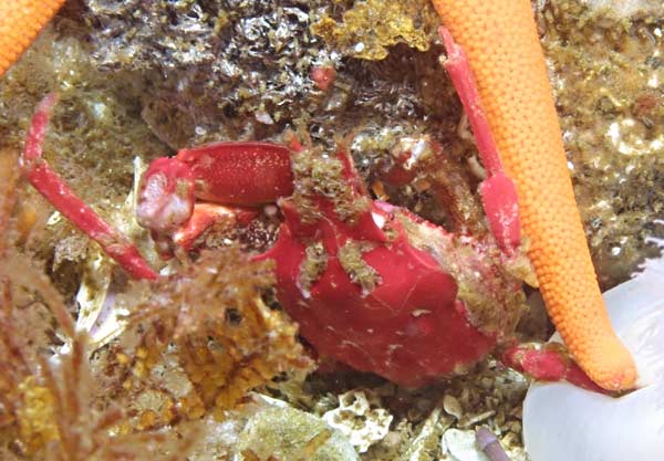image of a Graceful Kelp Crab