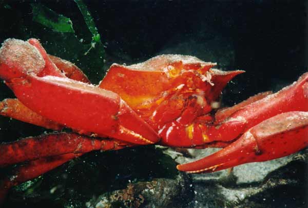 image of a Northern Kelp Crab