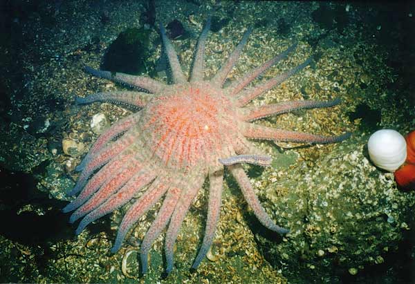 image of a Sunflower Star