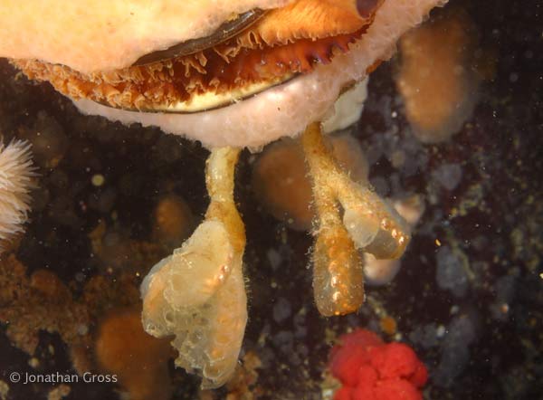 image of a Social Tunicate