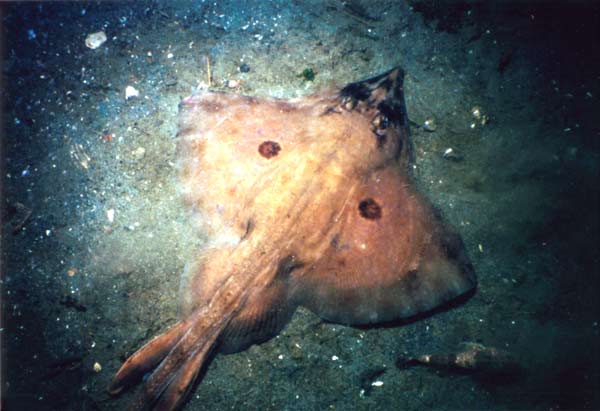 image of a Longnose Skate