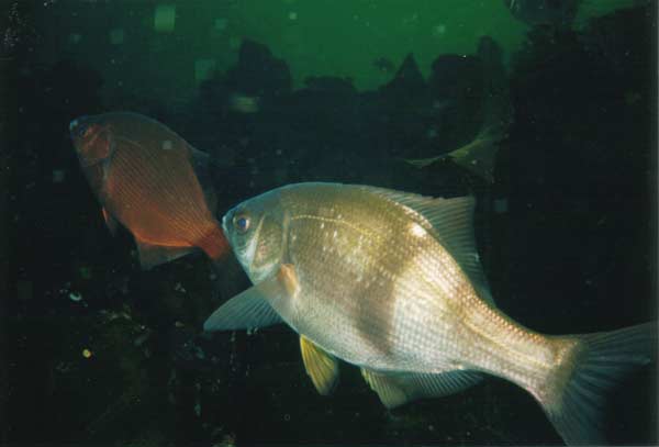 image of a Pile Perch