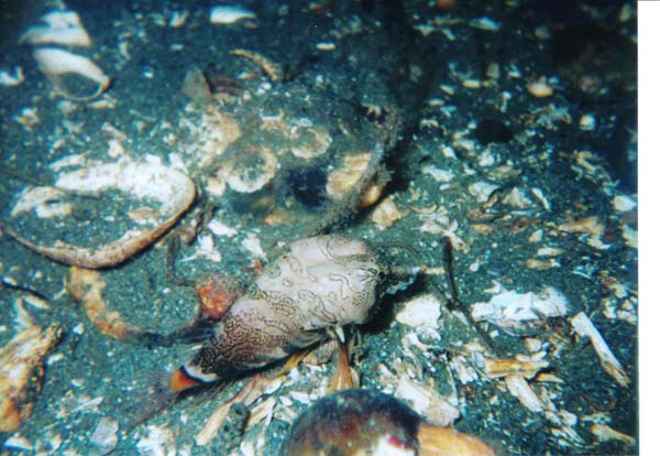 image of a Grunt Sculpin