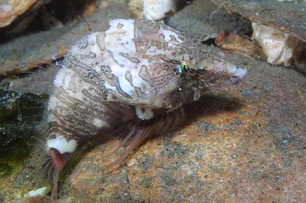 image of a Grunt Sculpin