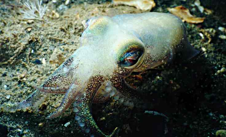 image of a Stubby Squid