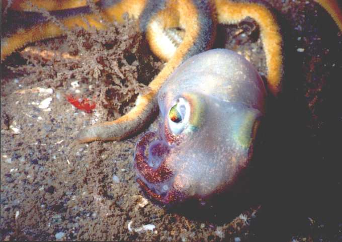 image of a Stubby Squid