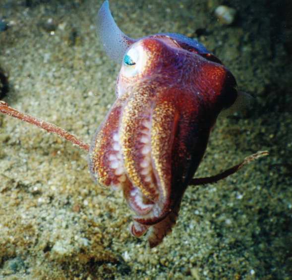 image of a Stubby Squid