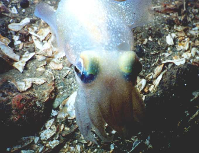 image of a Stubby Squid