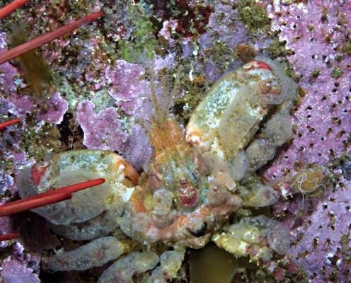 image of a Sharpnose Crab