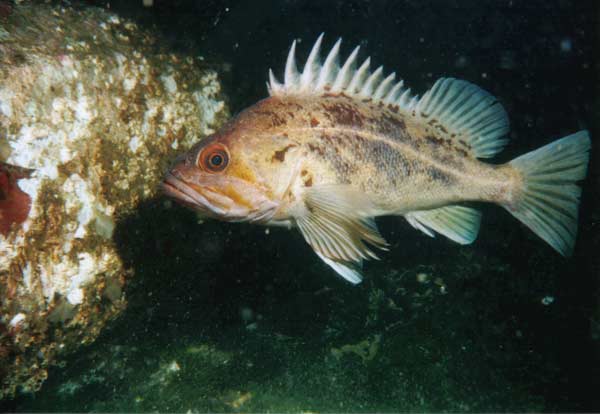 image of a Brown Rockfish