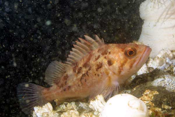 image of a Brown Rockfish