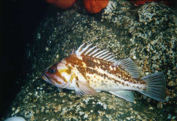 image of a Copper Rockfish
