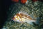 image of a Copper Rockfish