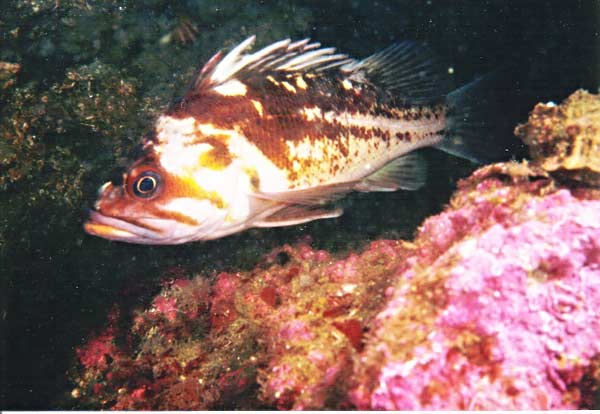 image of a Copper Rockfish