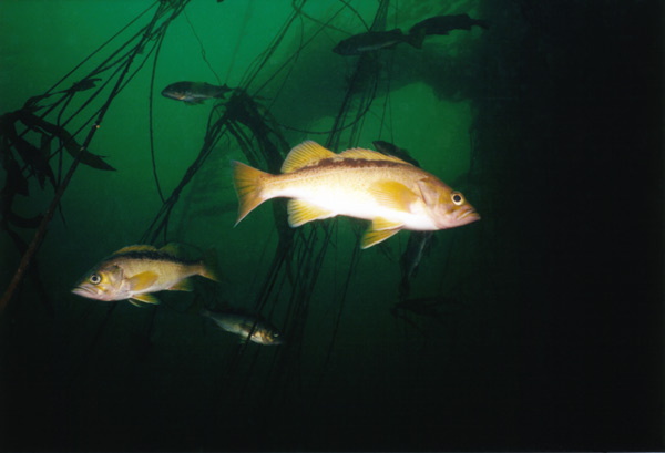 image of a Yellowtail Rockfish