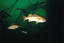 image of a Yellowtail Rockfish