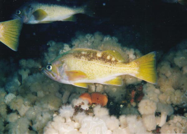 image of a Yellowtail Rockfish