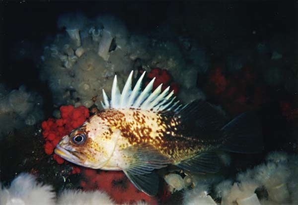 image of a Quillback Rockfish