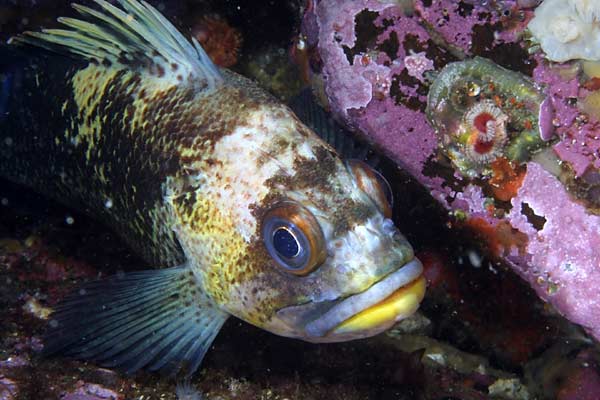 image of a Quillback Rockfish