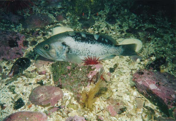 image of a Black Rockfish