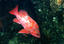 image of a Vermillion Rockfish