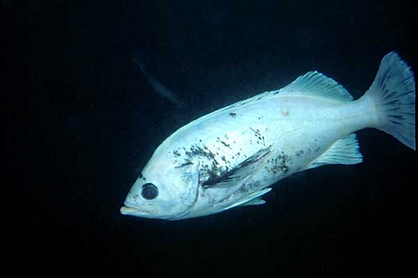 image of a Blue Rockfish