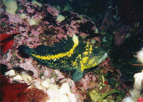image of a China Rockfish