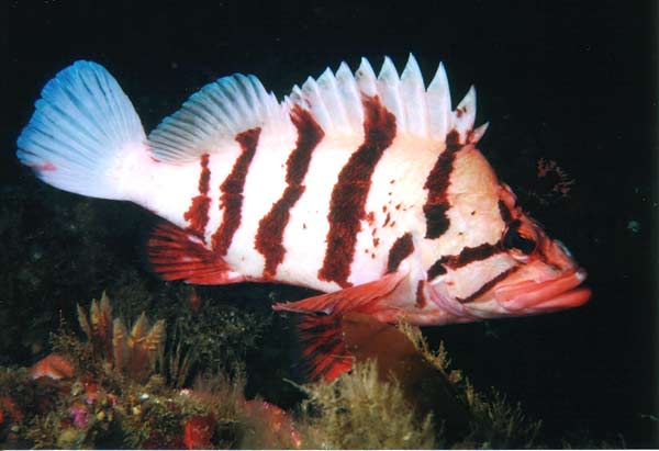 image of a Tiger Rockfish