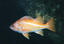 image of a Canary Rockfish