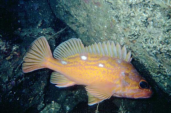 image of a Rosy Rockfish