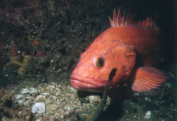 image of a Yellow Eye Rockfish