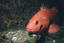 image of a Yellow Eye Rockfish