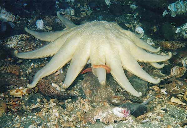 image of a Morning Sun Star