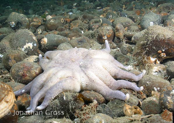 image of a Morning Sun Star