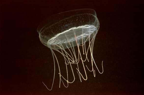 image of a Solmissus Jellyfish