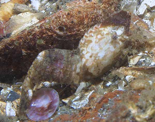 image of a Deep blade shrimp
