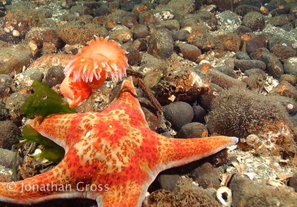 image of a Swimming Anemone